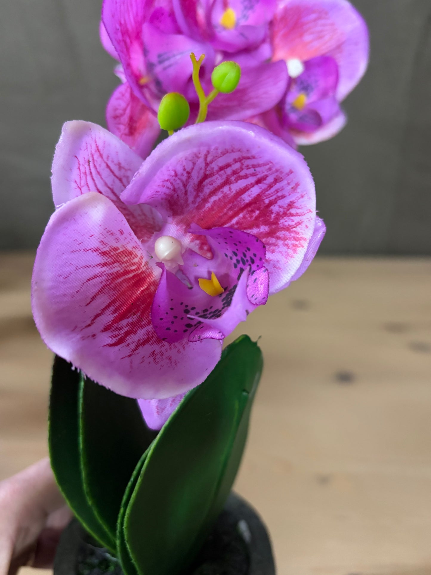 Flower Orchid in Clay pot