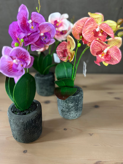 Flower Orchid in Clay pot