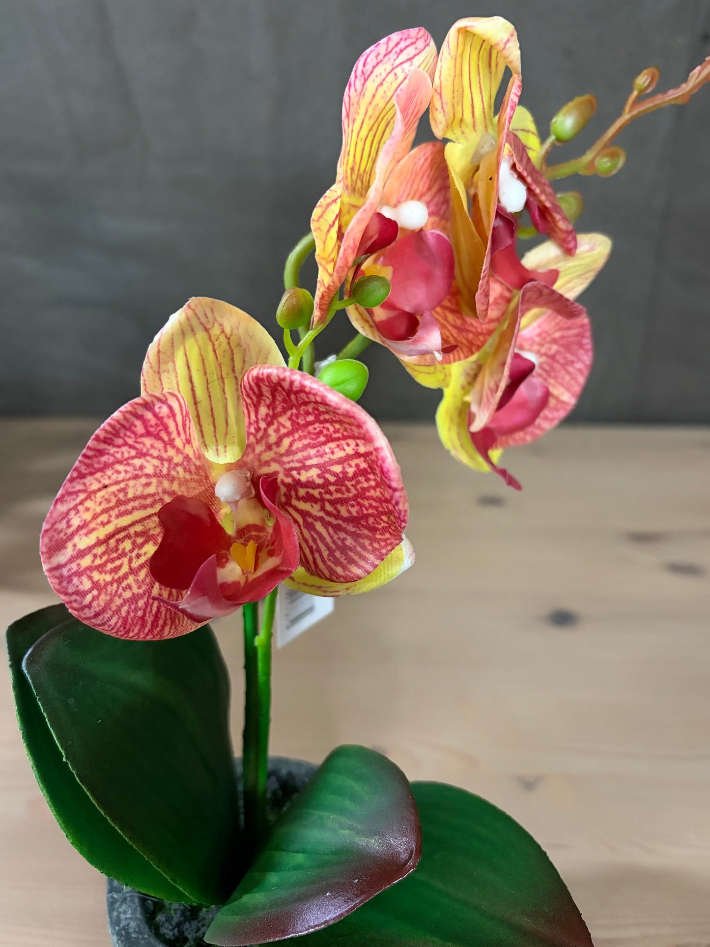 Flower Orchid in Clay pot