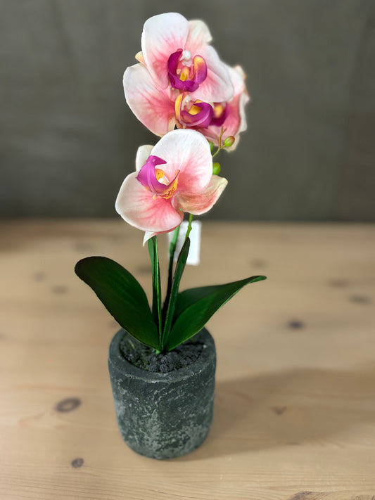 Orchid in Clay pot
