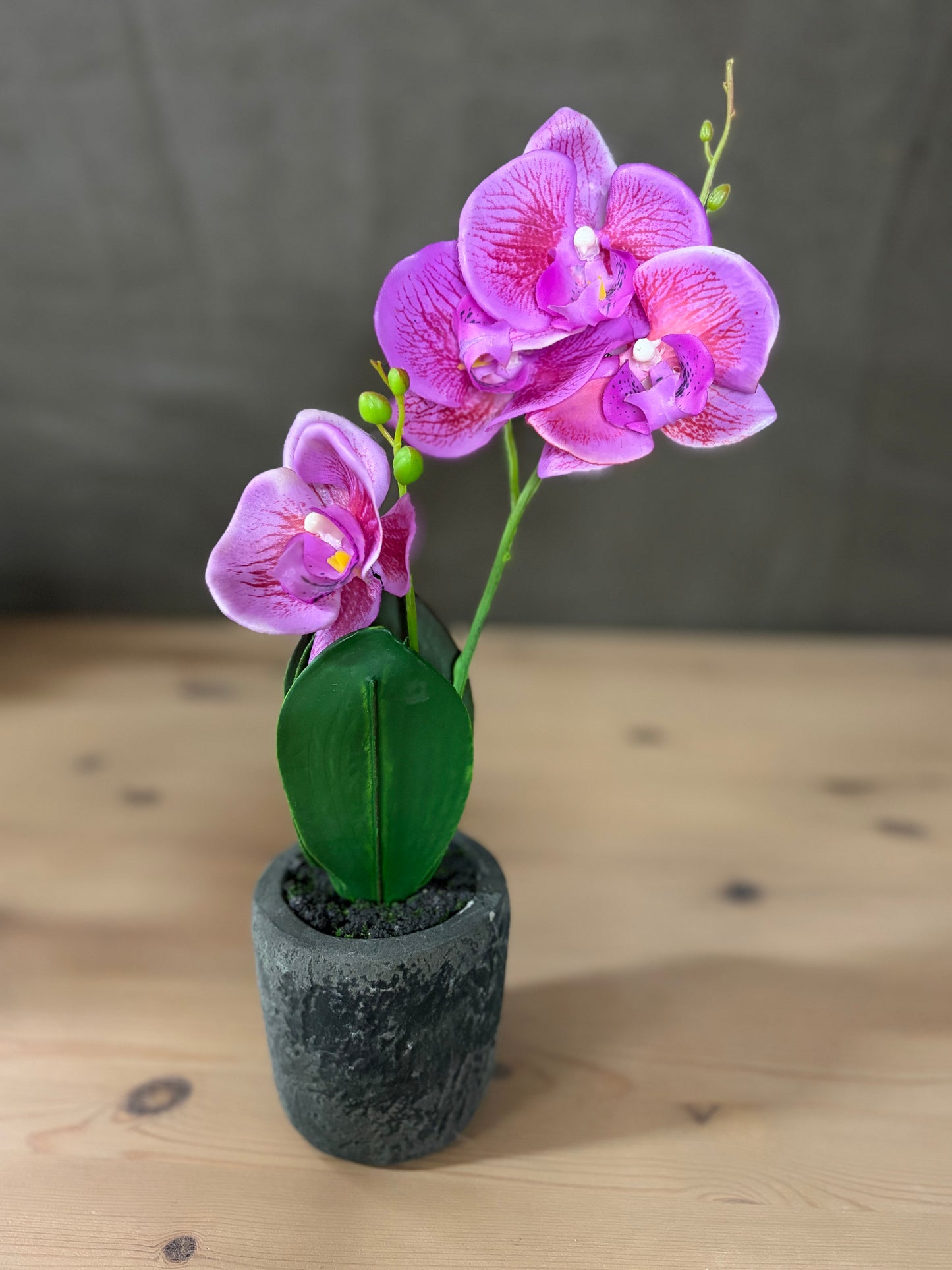 Flower Orchid in Clay pot