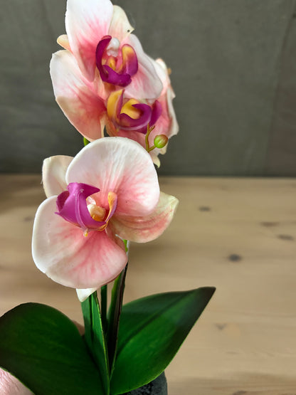 Flower Orchid in Clay pot
