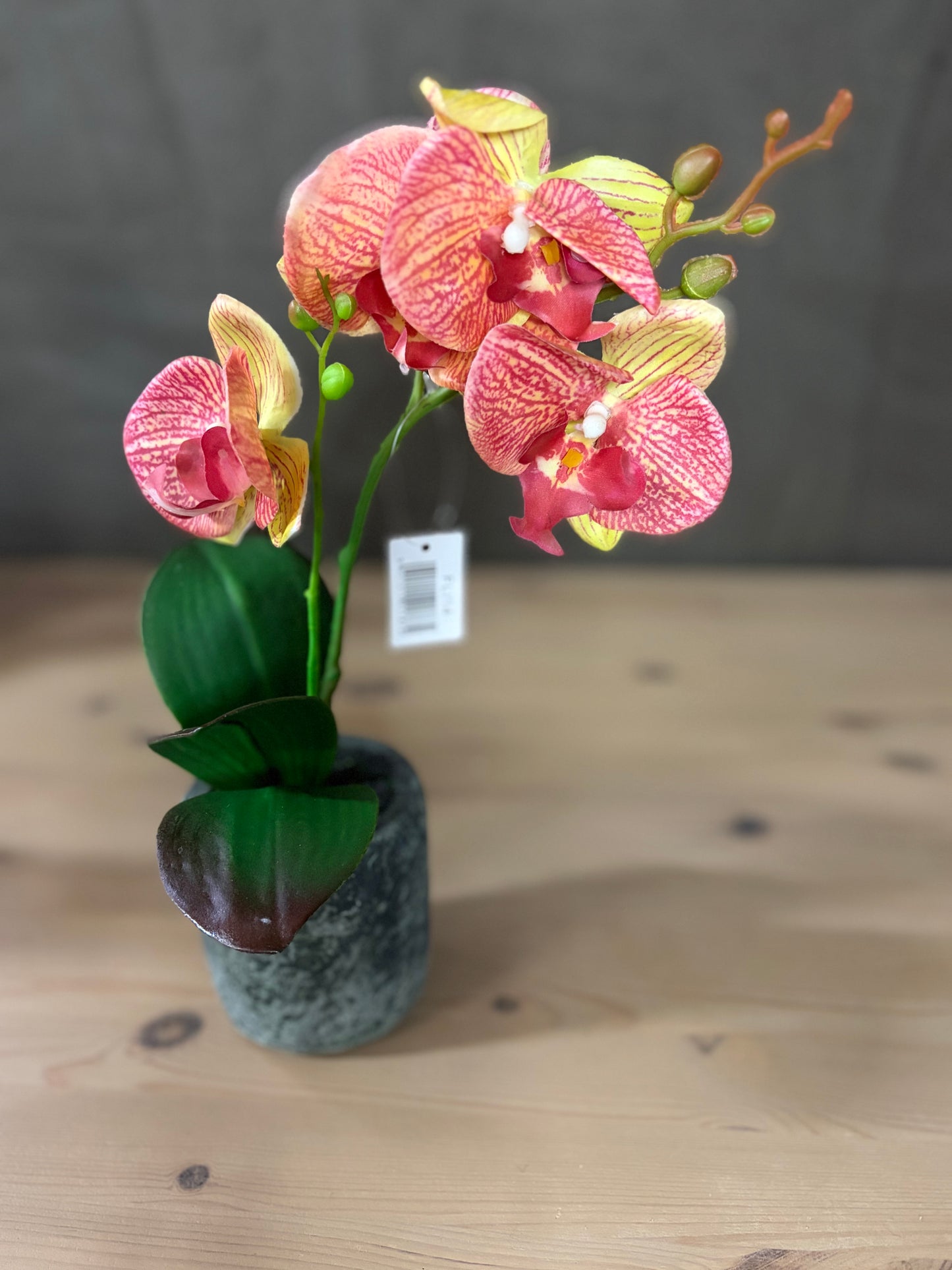Flower Orchid in Clay pot